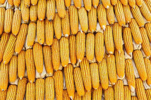 玉米碴怎么吃农产品批发更多蜂糖
